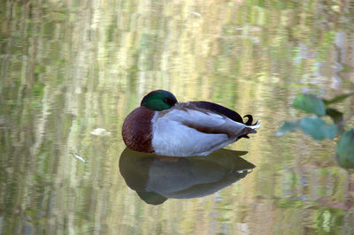 Duck swimming in lake