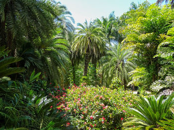 View of flowering plants in garden