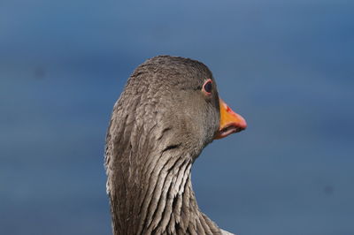 Close-up of a bird looking away