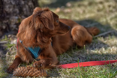 Brown dog sitting on land