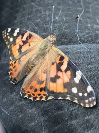 High angle view of butterfly