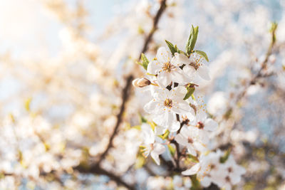 Blooming cherry tree. beautiful floral image on a soft blurred spring background.