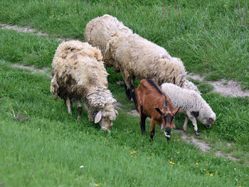 Sheep grazing in a field