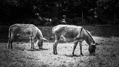 Horses grazing on field