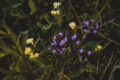 Close-up of purple flowers