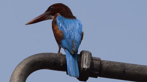 Low angle view of bird perching on blue against clear sky