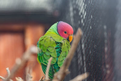 Close-up of parrot perching in cage