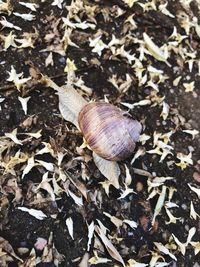 High angle view of snail on land