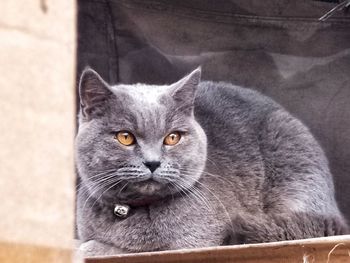 Close-up portrait of a cat