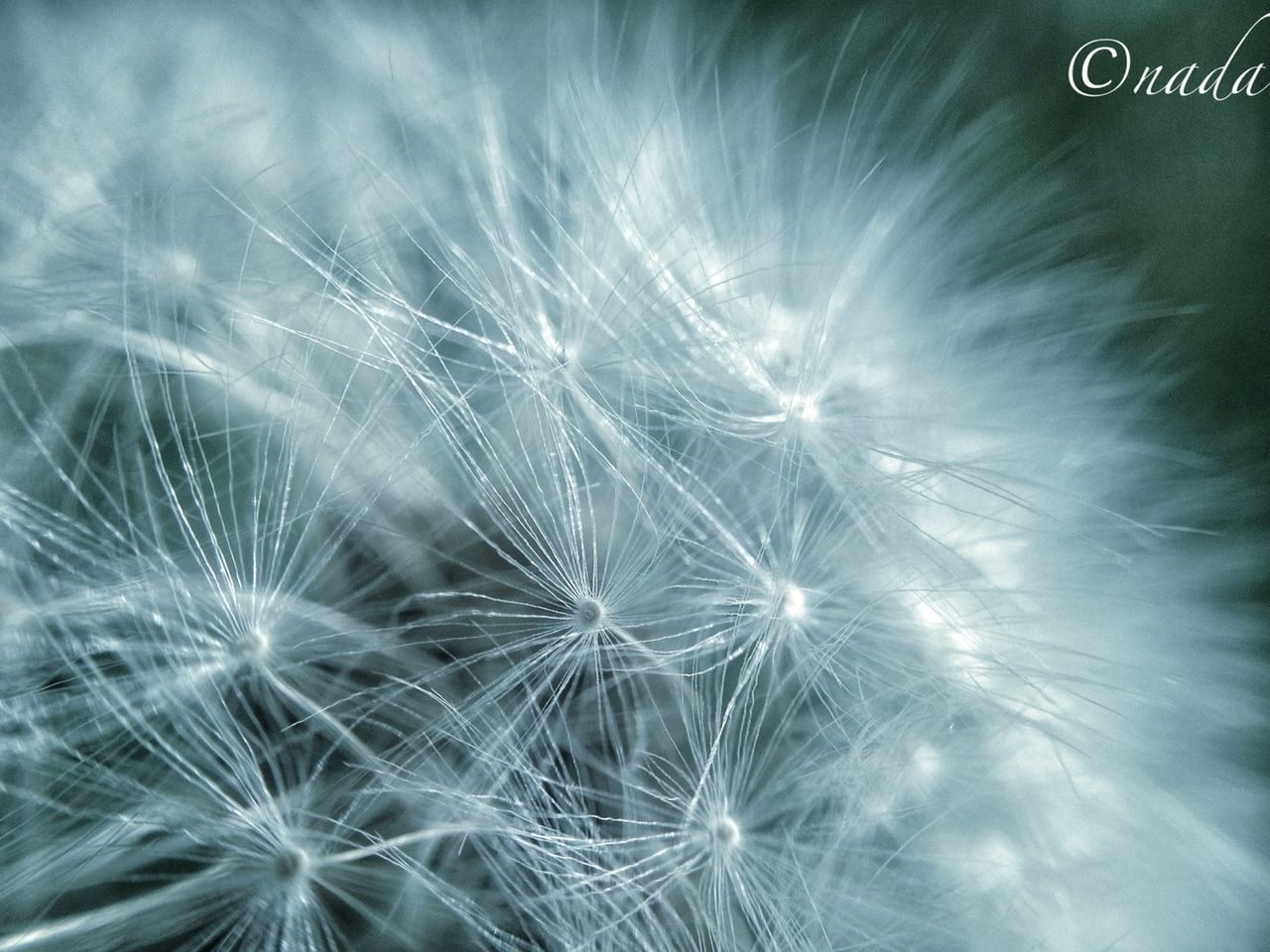 flower, freshness, dandelion, close-up, fragility, beauty in nature, flower head, full frame, growth, nature, backgrounds, softness, white color, no people, day, single flower, selective focus, outdoors, seed, plant