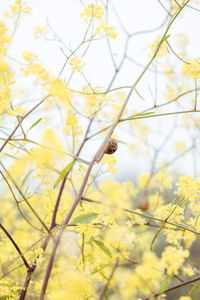 Close-up of yellow flowering plant