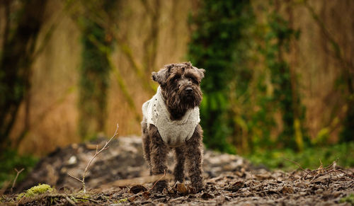 Dog standing outdoors