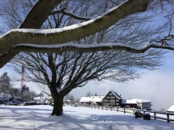 Bare trees on snowcapped field during winter