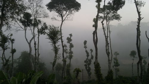 Trees in forest against sky
