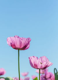 Close-up of pink lotus water lily against blue sky