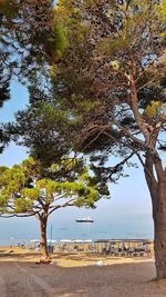 Trees on beach against sky