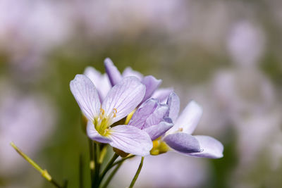 Close-up of flower blooming outdoors