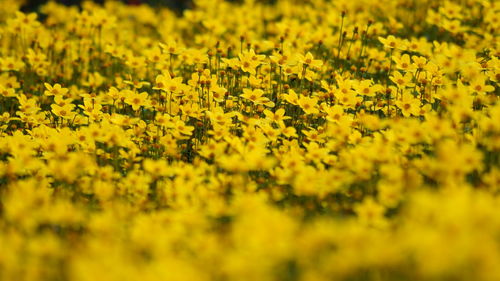 Close-up of flower growing in field