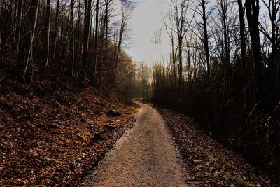 Road amidst trees in forest against sky