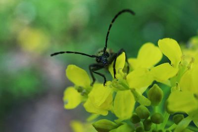 Close-up of insect on plant