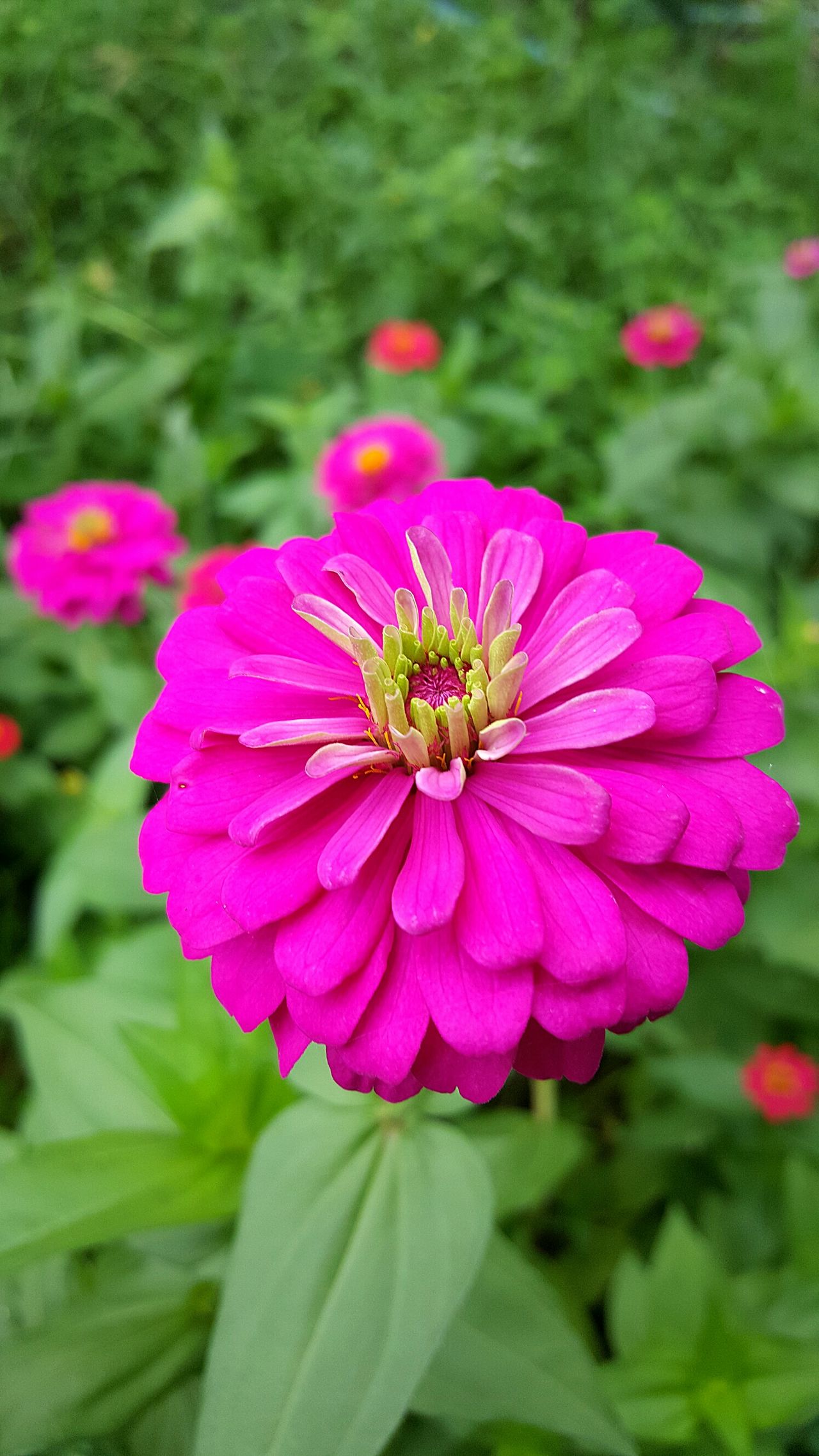 Zinniaflower