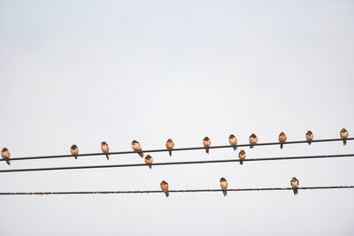 Low angle view of birds perching on cable against clear sky