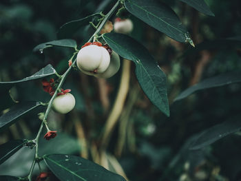 Close-up of fruit growing on tree