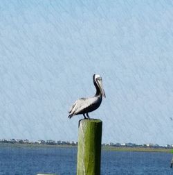 Bird perching on wooden post