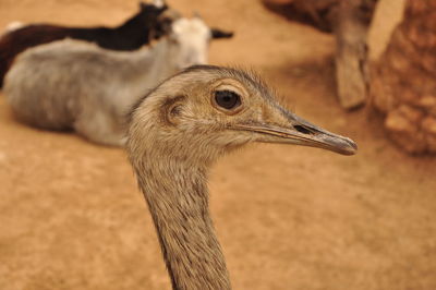 Bird Ostrich