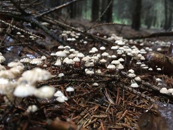 Close-up of snow in forest