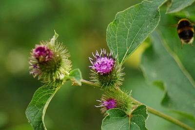 Close-up of thistle flowers