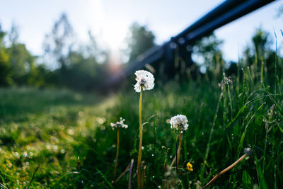 Close-up of white flowering plants on land