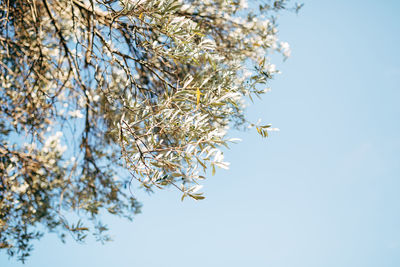 Low angle view of flowering plant against clear sky