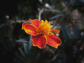 Close-up of orange flower