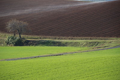 Scenic view of agricultural field