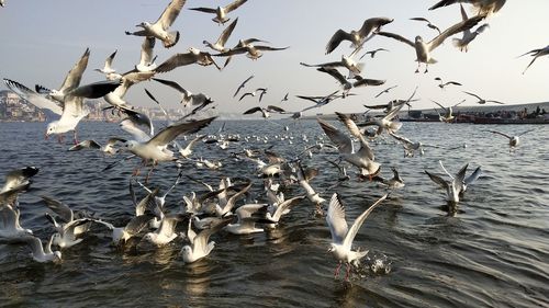 Seagulls flying over lake