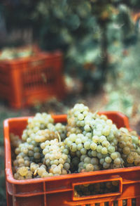 Close-up of grape in basket at market