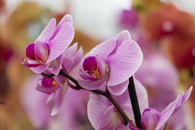 Orchid in bloom