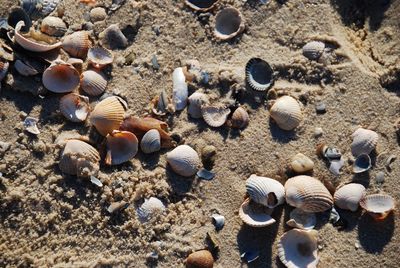 High angle view of seashells on beach