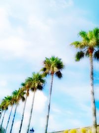 Low angle view of palm trees against sky