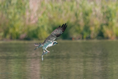 Bird flying over sea