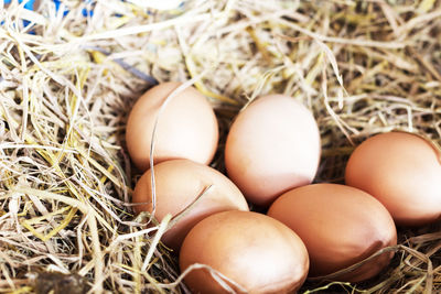 Close-up of eggs on hay