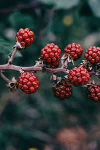 Close-up of berries growing on tree