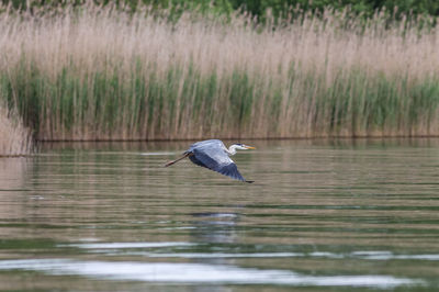 High angle view of gray heron flying over lake