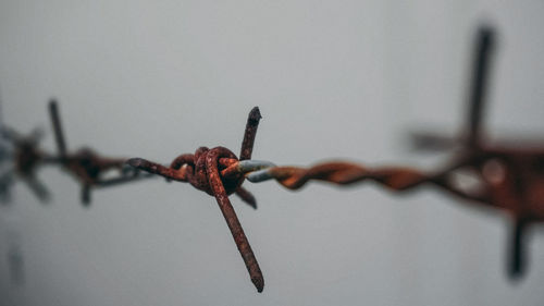 Close-up of barbed wire