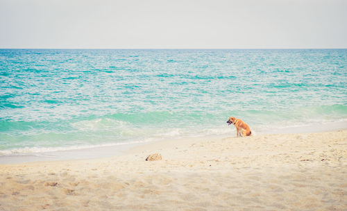 Dog at beach against clear sky