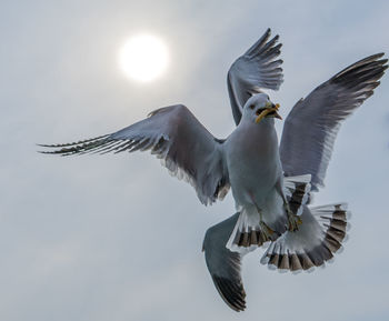 Low angle view of seagulls flying in sky