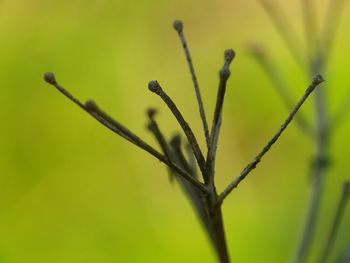 Close-up of plant