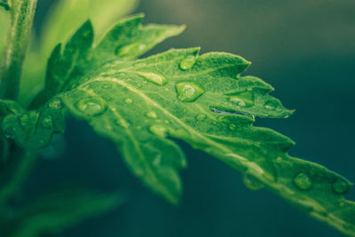 Close-up of raindrops on leaves