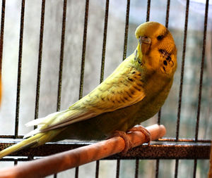 Close-up of budgie perching in cage